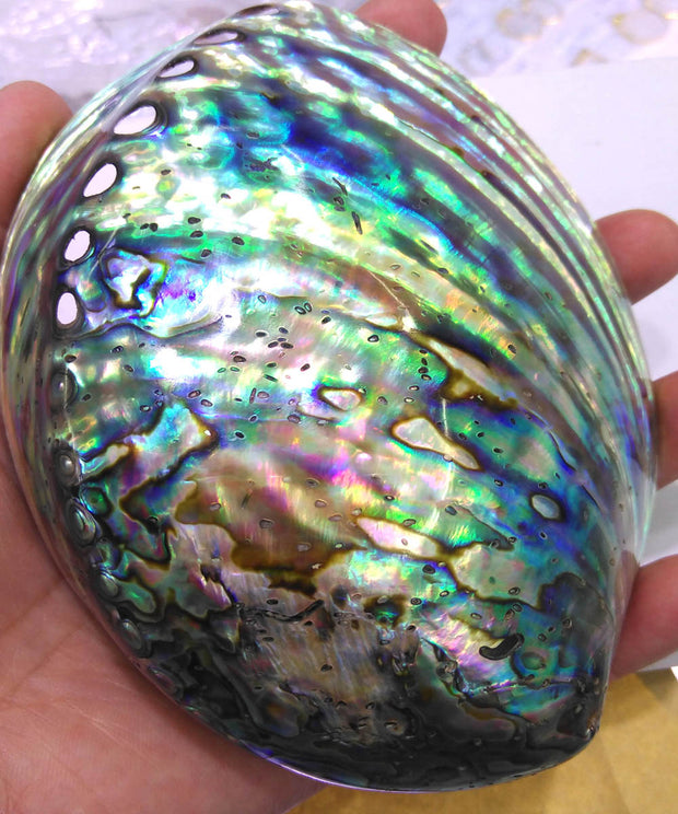 Gorgeous Abalone Cleansing Shell