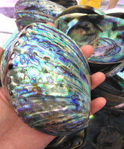 Gorgeous Abalone Cleansing Shell